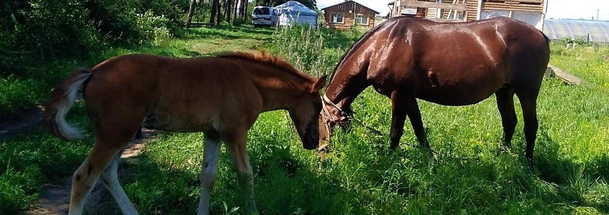 Сельхозпроизводители Красноярского края могут получить гранты на развитие агротуризма