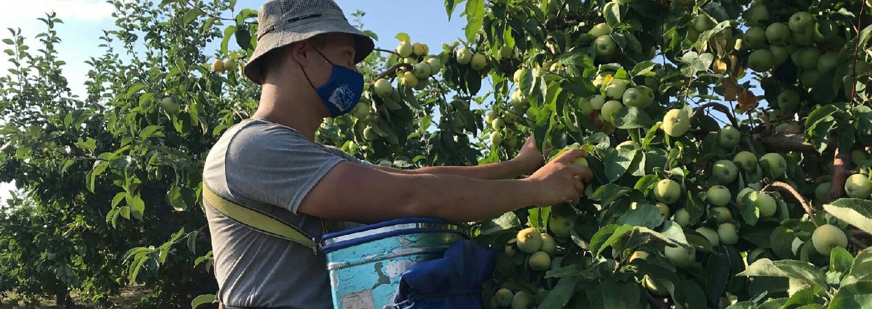 Студенческие отряды Красноярского ГАУ взяли пять наград на конкурсе Минсельхоза России