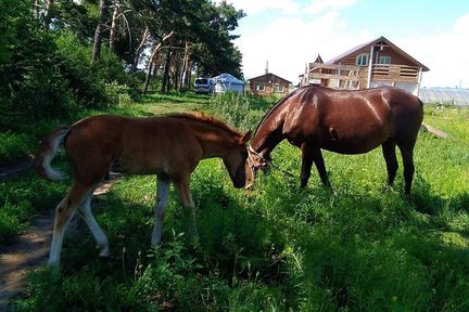 Сельхозпроизводители Красноярского края могут получить гранты на развитие агротуризма