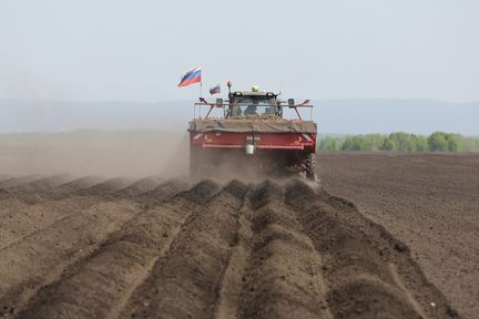 Производители картофеля и овощей в Красноярском крае получили более 37 миллионов господдержки