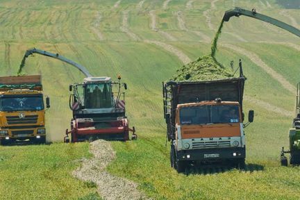 Аграрии Красноярского края начали запасать силос