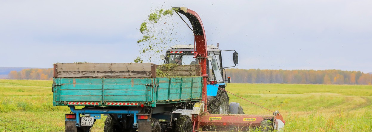 В Красноярском крае началась заготовка кормов для сельхозживотных