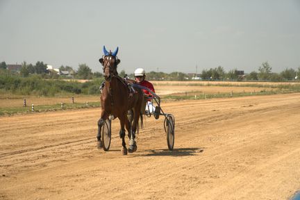 В Емельянове состоятся краевые соревнования сельских конников