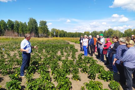 Перспективы развития в Красноярском крае картофеле- и овощеводства обсудили на Дне овощного поля