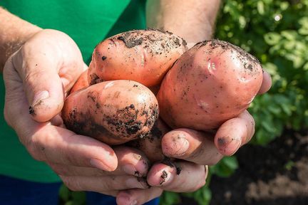 Между садоводческими товариществами Красноярского края разыграют гранты на развитие до двух миллионов рублей